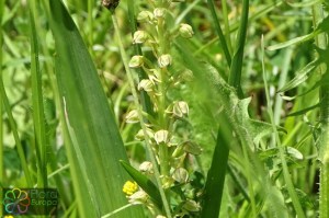 Orchis anthropophora (2)